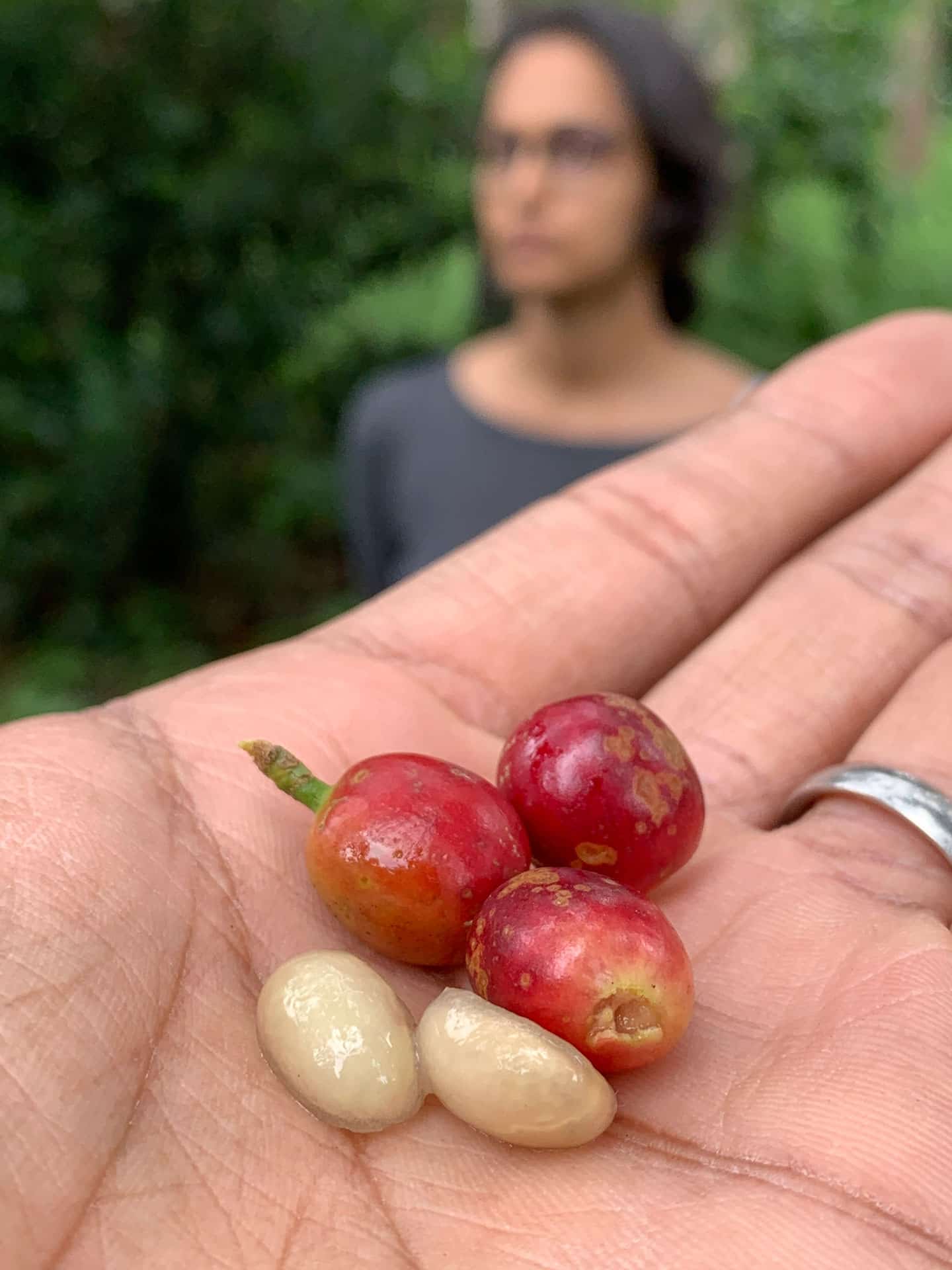 Close up of coffee berries with woman in the background